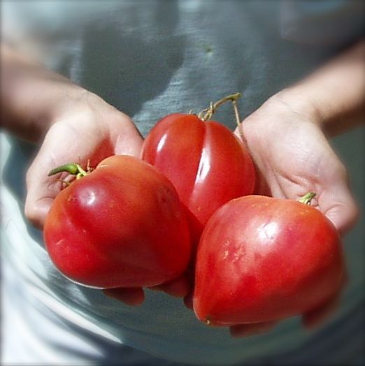 10 Tomatoes To Grow Before You Die &ndash; The Little Veggie Patch Co