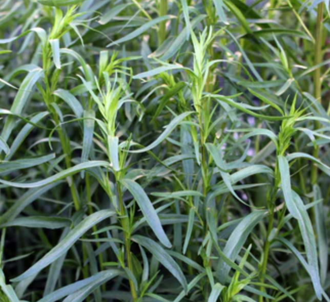Graines D'Estragon Bio Heirloom 500 Graines - Non OGM Spice Herb
