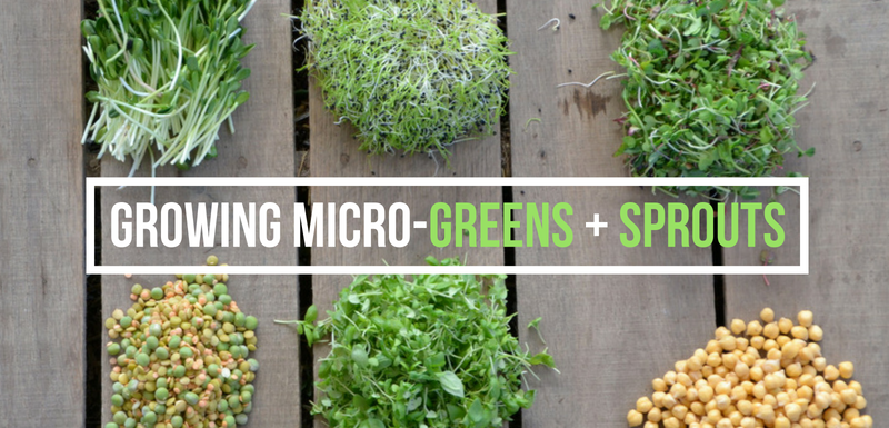 Growing micro-greens and sprouts – The Little Veggie Patch Co