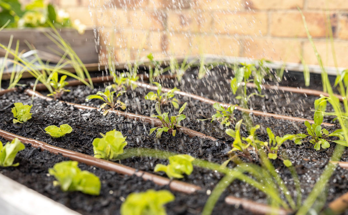 Spring Planting Guide – The Little Veggie Patch Co
