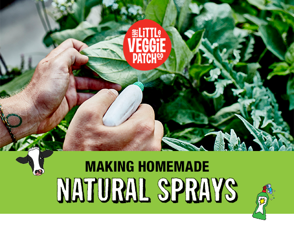 Making Homemade Natural Sprays  The Little Veggie Patch Co