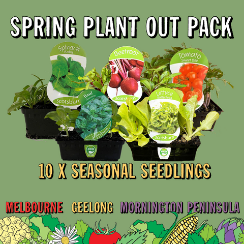 Spring Seedling Pack + Soil Product