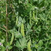 Snow Pea ' Oregon' Heirloom Seeds
