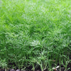 Dill 'Common' Heirloom Seeds