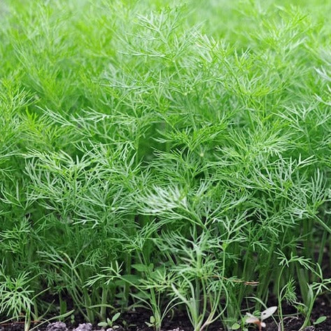 Dill 'Common' Heirloom Seeds – The Little Veggie Patch Co