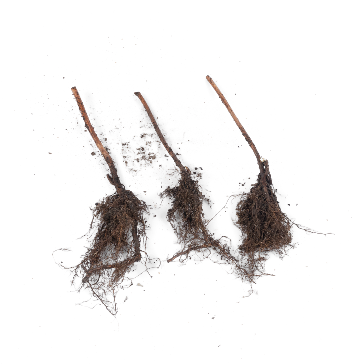 Raspberry Summer Fruiting (3 Canes) – The Little Veggie Patch Co