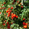 Tomato 'Tommy Toe' Heirloom Seeds