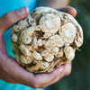 Celeriac 'White Alabaster' Heirloom Seeds