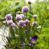 Chives 'Medium Common' Heirloom Seeds