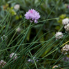 Chives 'Medium Common' Heirloom Seeds