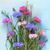 Cornflower "Polka Dot" Heirloom seeds