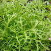 Mustard 'Lime Streaks' Heirloom Seeds