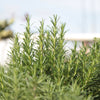 Rosemary 'Rosy' Heirloom Seeds