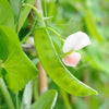 Snow Pea ' Oregon' Heirloom Seeds