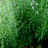 Rosemary 'Rosy' Heirloom Seeds