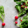 Radish 'Cherry Belle' Heirloom Seeds