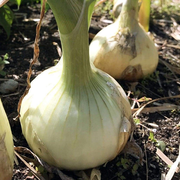 Onions 'Gladalan White' Heirloom Seeds