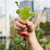 Radish 'Cherry Belle' Heirloom Seeds