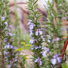 Rosemary 'Rosy' Heirloom Seeds