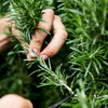 Rosemary 'Rosy' Heirloom Seeds