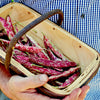 Beans Climbing 'Purple King' Heirloom Seeds