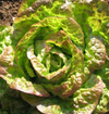 Lettuce 'Mignonette Bronze' Heirloom Seeds