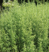 Tarragon 'Russian' Heirloom Seeds
