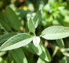 Sage 'Common' Heirloom Seeds