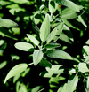 Sage 'Common' Heirloom Seeds