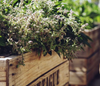 Borage 'Common' Heirloom seeds