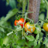 Tomato 'Tommy Toe' Heirloom Seeds