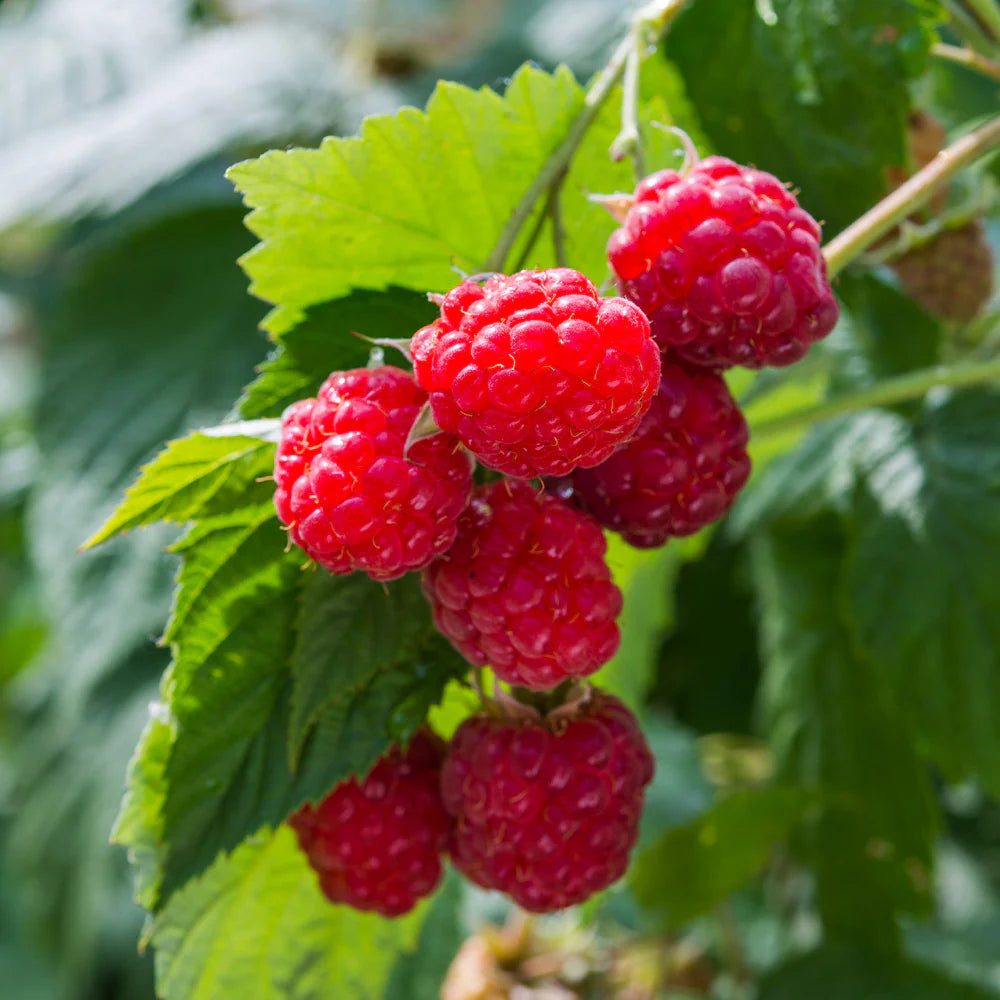 Raspberry Summer Fruiting (3 Canes) – The Little Veggie Patch Co