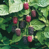 Boysenberry