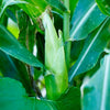 Corn 'Sweet' Heirloom Seeds