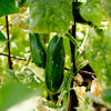 Cucumber 'Richmond Green' Heirloom Seeds