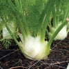 Fennel 'Florence' Heirloom Seeds