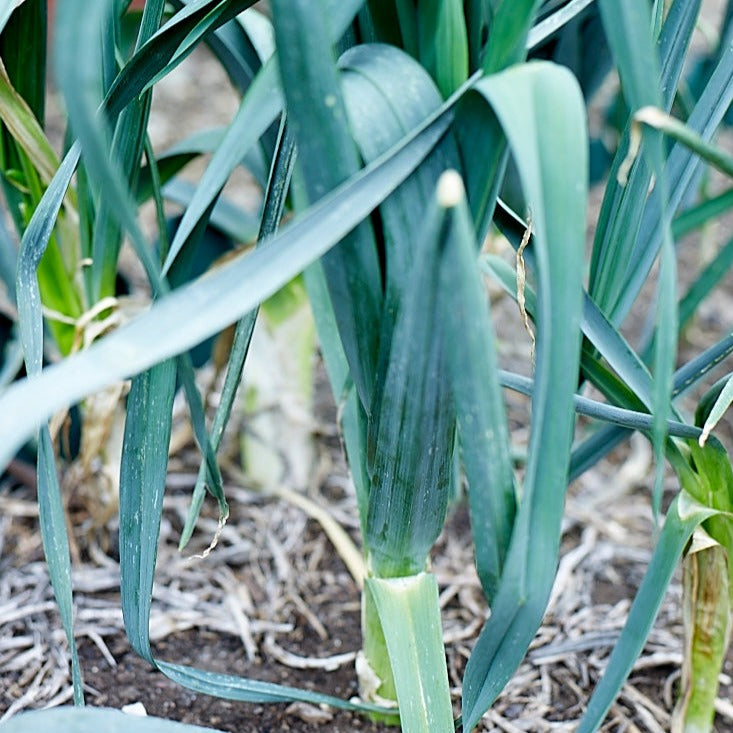 Leek 'Bulgarian Giant' Heirloom Seeds – The Little Veggie Patch Co