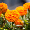Marigold 'Petite Series Mixed' Heirloom Seeds