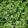 Oregano 'Common' Heirloom Seeds