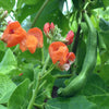 Beans Climbing 'Purple King' Heirloom Seeds