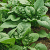 Spinach 'Bloomsdale' Heirloom Seeds