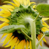 Sunflower 'Hi-Sun' Heirloom Seeds
