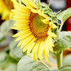 Sunflower 'Hi-Sun' Heirloom Seeds