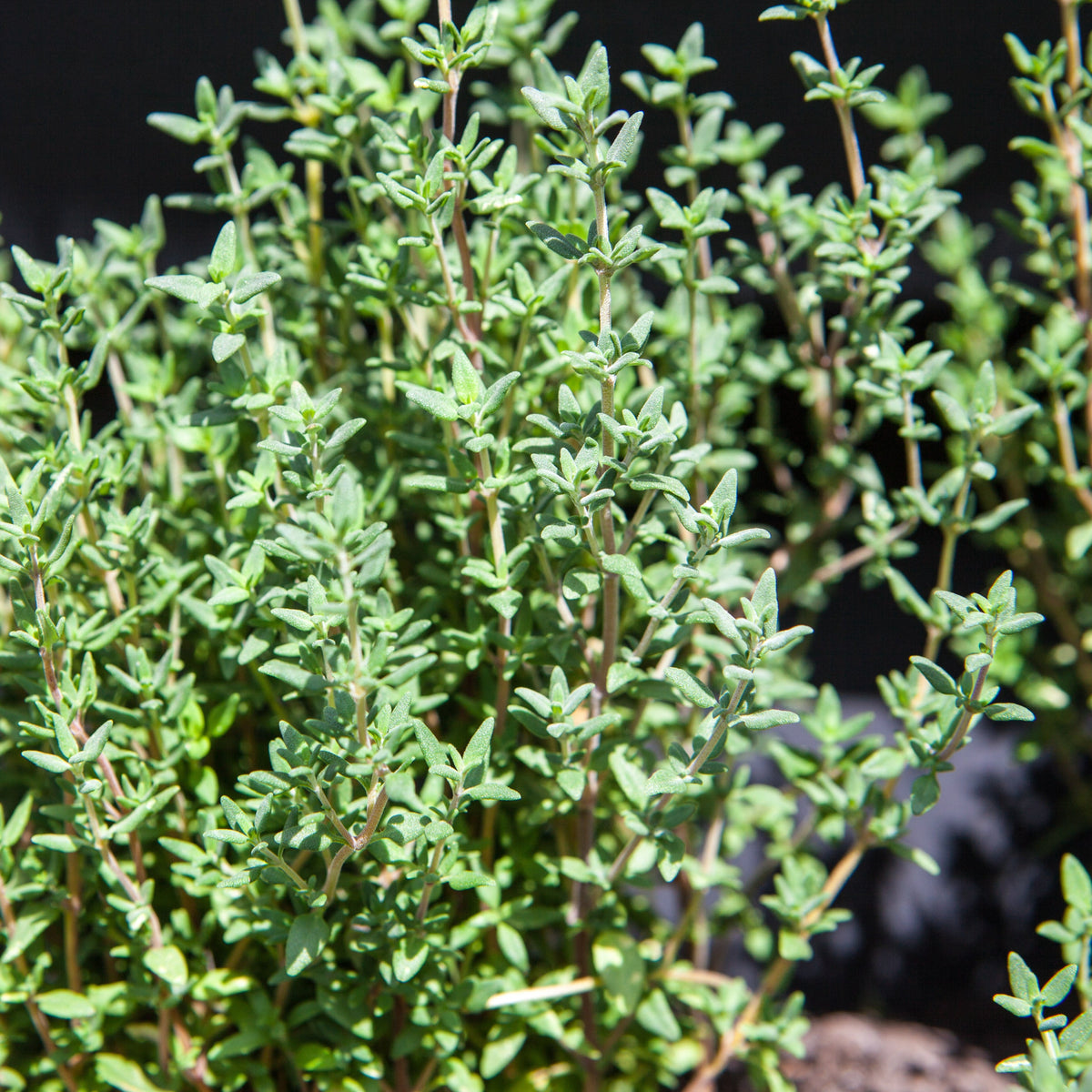 Thyme 'Summer' Heirloom Seeds – The Little Veggie Patch Co