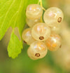 White Currant