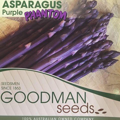 Asparagus Crown Purple x 2