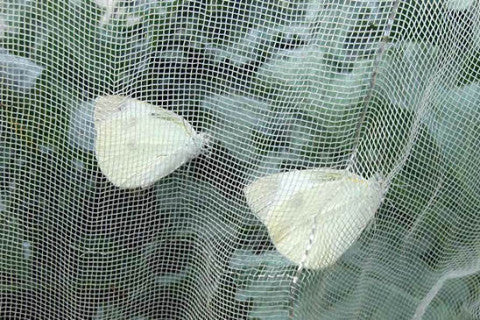 Insect Net – The Little Veggie Patch Co