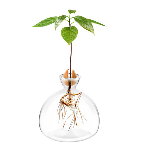 Avocado Seed Starter Vase