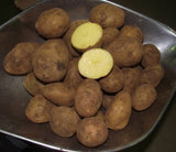Dutch Cream Seed Potatoes