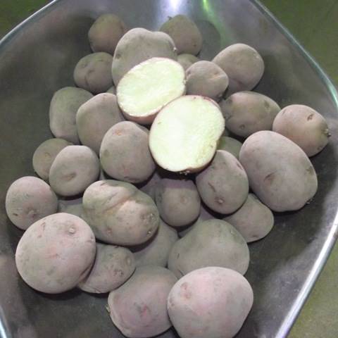 Ruby Lou Seed Potatoes